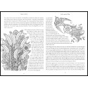 Steps to Christ - for Reading and Coloring