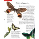 Merveilleux monde des insectes, Le