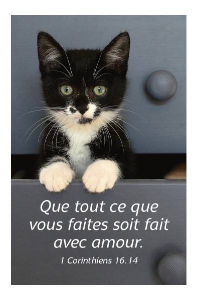 Carte calendrier "Chat" 2024