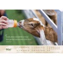 Calendrier "Le bon berger" 2027
